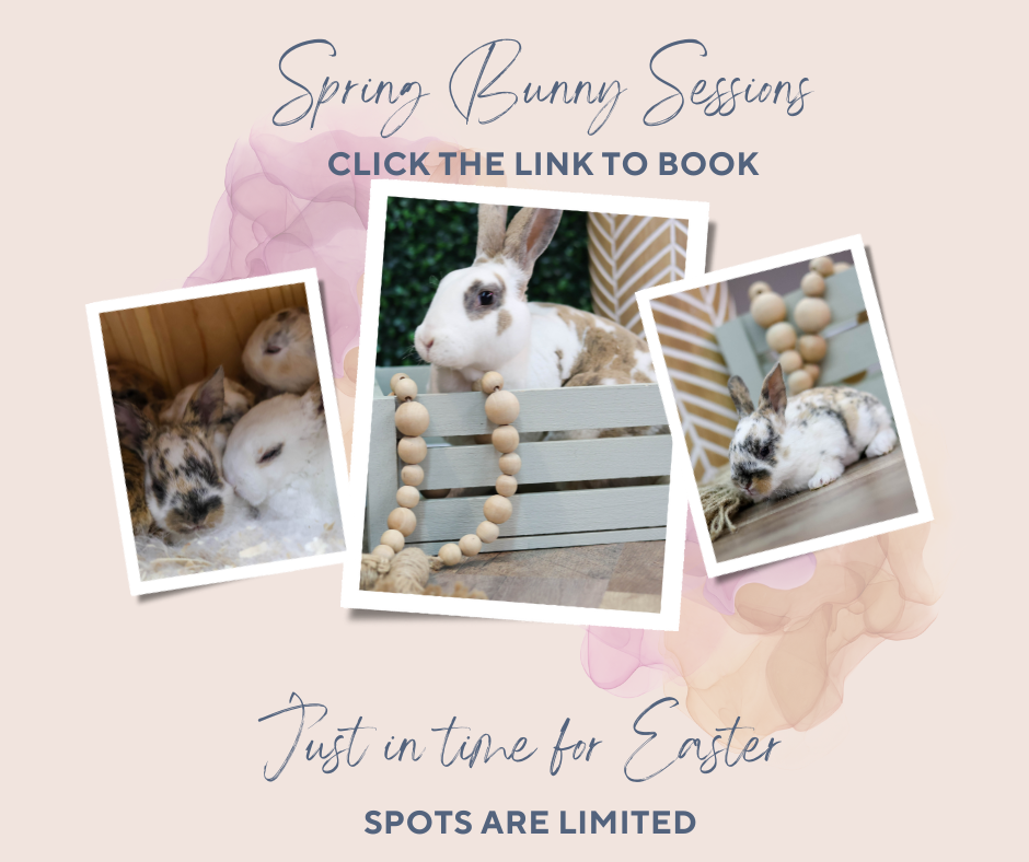 Spring Bunny Mini Photo Sessions